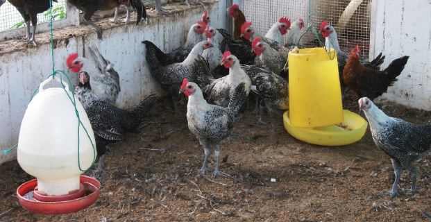 Memilih Lokasi Untuk Peternakan Ayam