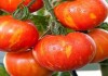 Mengenal Tomat Tigerella