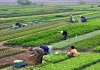 Kementerian Pertanian Tingkatkan Produksi Buah Dalam Negeri