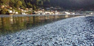 Mengejutkan, Ribuan Ikan Sarden Terdampar
