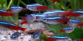 Mengenal Ikan Neon Tetra