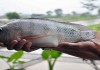 Melihat Keunggulan Ikan Nila Sultana