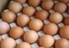 Pentingnya Pengemasan Hasil Panen Telur Ayam Kampung