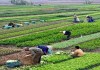 Perkembangan Pertanian Organik di Indonesia