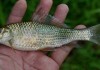 Tips Budidaya Ikan Nilem Balita