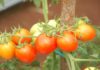 Menanam Tomat Ceri dalam Pot Itu Mudah