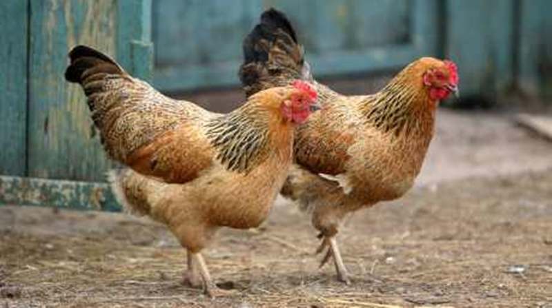 kotoran ayam bisa jadi pembangkit listrik