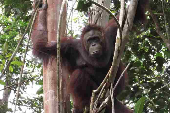 Lima orangutan dilepasliarkan