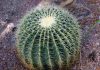 5 jenis tanaman kaktus hias paling cantik