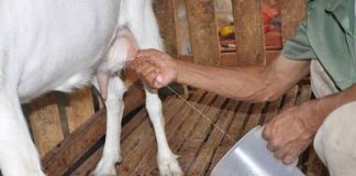 khasiat susu kambing sangat menakjubkan