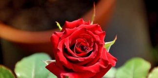 manfaat bunga mawar untuk kesehatan dan kecantikan