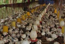 sejarah masuknya ayam broiler ke Indonesia