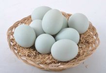 telur dari hewan apa yang paling bergizi dan kaya manfaat