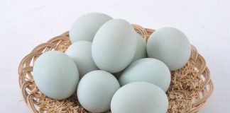 telur dari hewan apa yang paling bergizi dan kaya manfaat