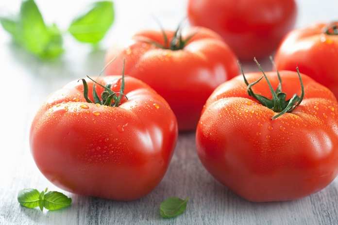 cara menanam tomat beef secara hidroponik