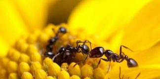 Spesies semut bisa jadi sumber antibiotik