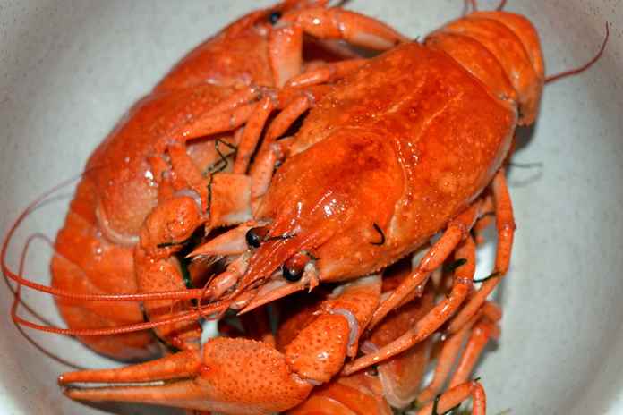 syarat hidup lobster