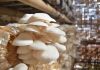 kendala dan risiko budidaya jamur