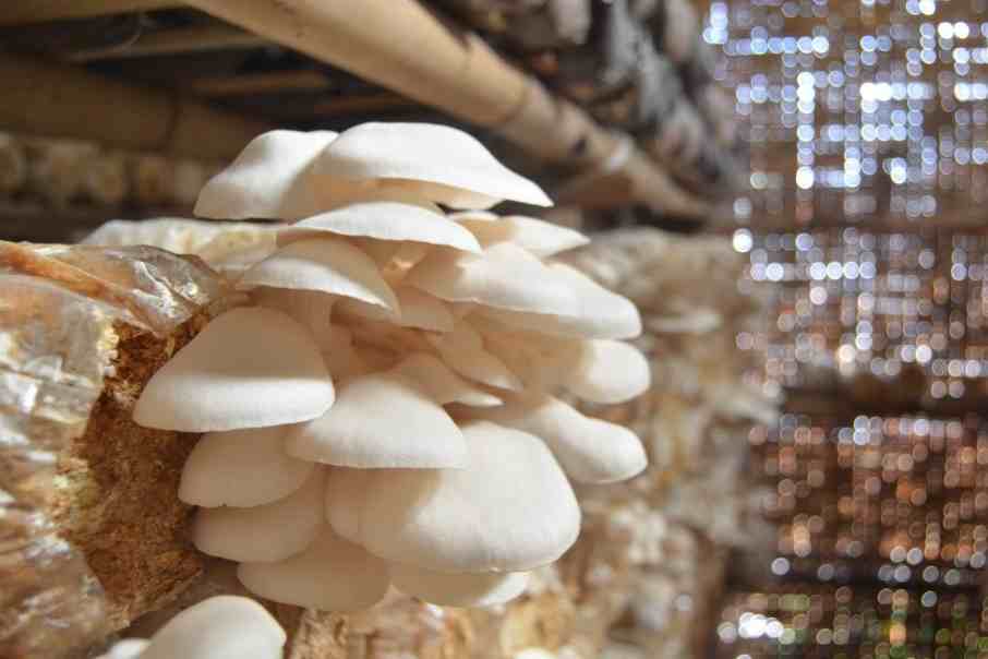 kendala dan risiko budidaya jamur
