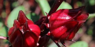 Bunga rosella