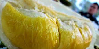 gendu durian