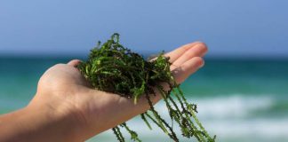 budidaya rumput laut