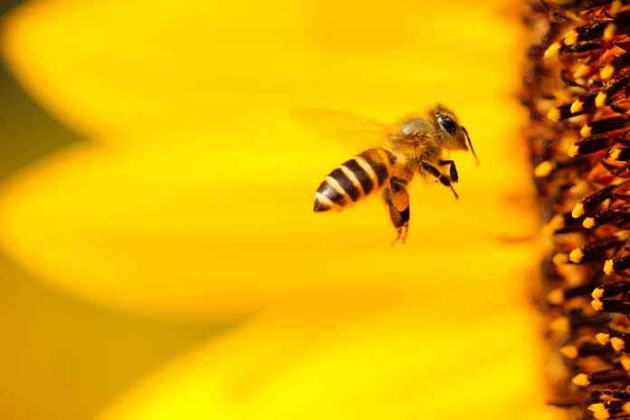 Lebah ternyata bisa stres