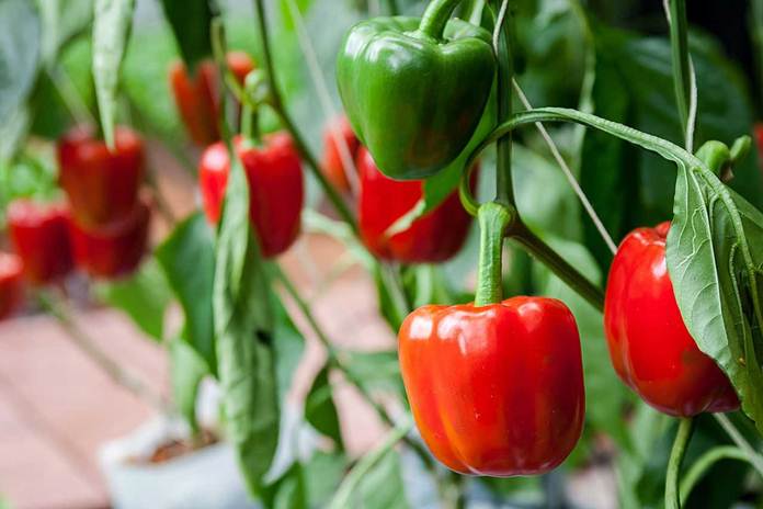 Cara menanam paprika