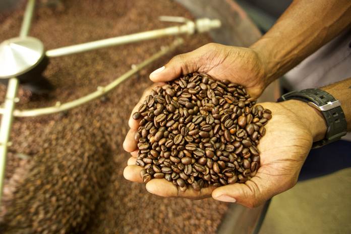 pengolahan biji kopi robusta