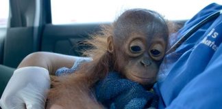 populasi orangutan