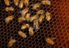 Beternak lebah madu