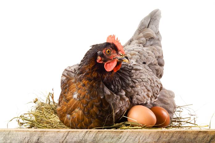 telur ayam tidak mau menetas