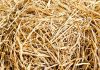 amoniasi urea jerami padi untuk pakan ternak