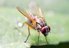 Cara mengendalikan hama lalat buah