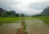 pengelolaan air untuk tanaman padi