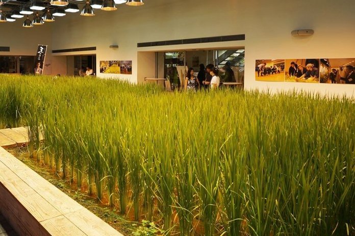 Cara bertanam padi petani Jepang