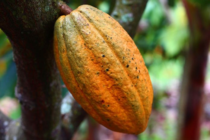 manfaat kulit kakao
