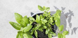 Bertanam herba dalam pot