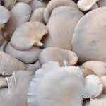 Keuntungan budidaya jamur