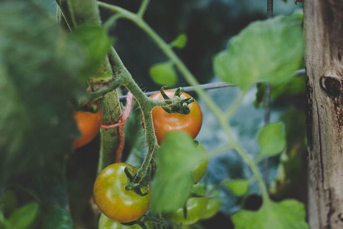 menanam tomat di pot