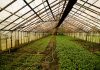 sayuran organik di greenhouse