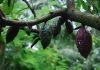 tanaman penaung kakao
