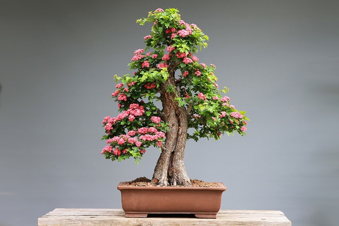 sejarah bonsai