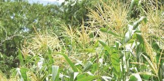 tanaman jagung