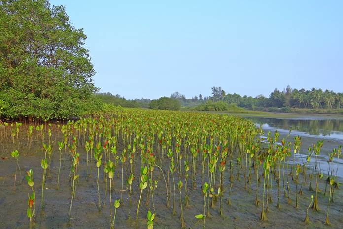 bibit mangrove