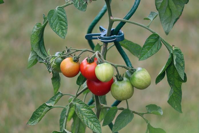 menanam tomat