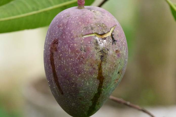 buah mangga muda
