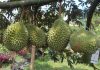 menanam durian musang king