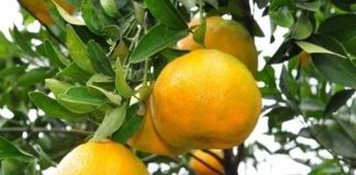 merawat tanaman jeruk