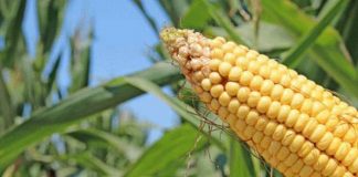 jagung rendah aflatoxin